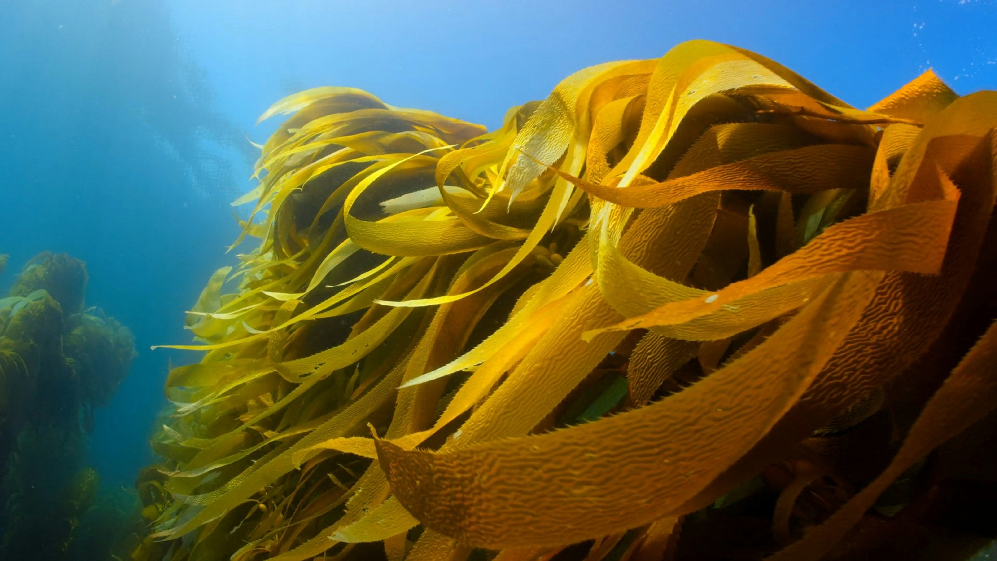 Omega-3 from Fish vs. Algae: Which One Should You Choose?